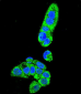 FAH Antibody (N-term)